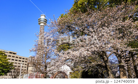 山下公園から見たマリンタワーと桜 124740059