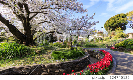 青空に映える満開の桜 124740123