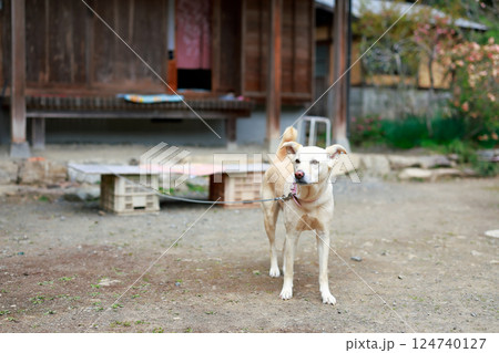 田舎の犬 田舎の犬 124740127