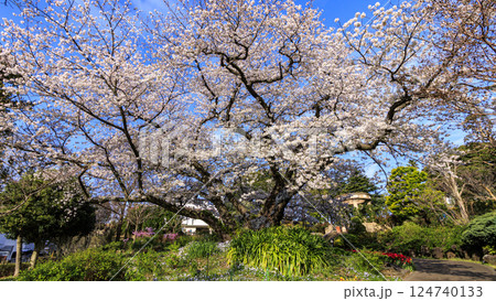 青空に映える満開の桜 124740133