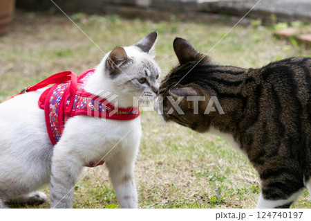 仲良し猫 仲良し猫 124740197
