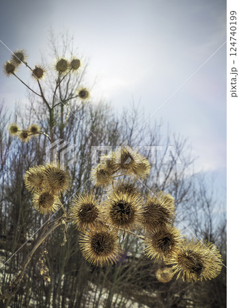 Dry thistle stalks with thorns on the background of a bush and the sky in early spring 124740199