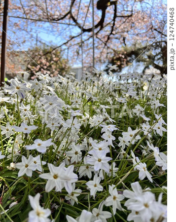 ハナニラ 124740468