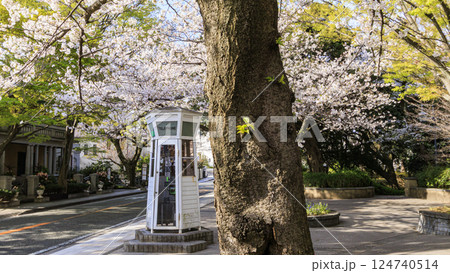 桜咲く山手西洋館 124740514