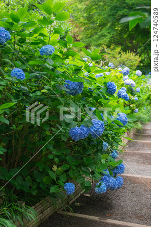 紫陽花・梅雨イメージ~明月院(神奈川県-鎌倉市)~ 紫陽花・梅雨イメージ~明月院(神奈川県-鎌倉市)~ 124740589