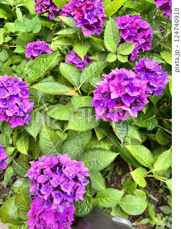 紫陽花 124740910