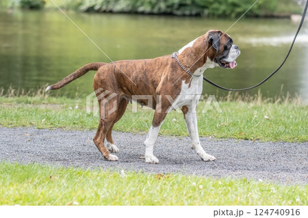 beautiful 3 years old purebred golden brown german boxer dog puppy jumping playing outdoor shooting 124740916