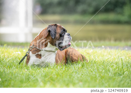 beautiful 3 years old purebred golden brown german boxer dog puppy jumping playing outdoor shooting beautiful 3 years old purebred golden brown german boxer dog puppy jumping playing outdoor shooting 124740919