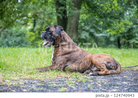 beautiful 3 years old purebred golden brown german boxer dog puppy jumping playing outdoor shooting beautiful 3 years old purebred golden brown german boxer dog puppy jumping playing outdoor shooting 124740943