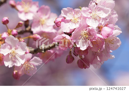 春の訪れを告げる河津桜　アップ 124741027