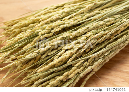 お米の稲穂 お米の稲穂 124741061