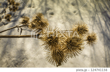 prickly thistle against the backdrop of spring snow prickly thistle against the backdrop of spring snow 124741138
