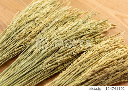 お米の稲穂 124741192