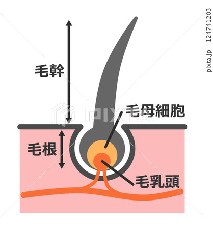 健康な髪の毛や体毛の断面の毛根を説明したイラスト素材 124741203