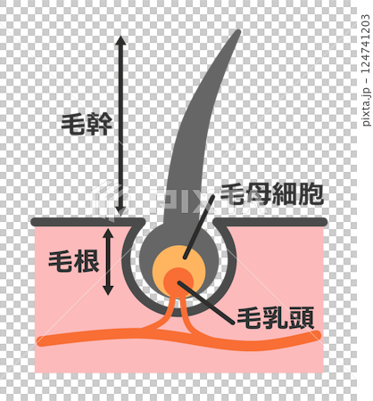 健康な髪の毛や体毛の断面の毛根を説明したイラスト素材 124741203