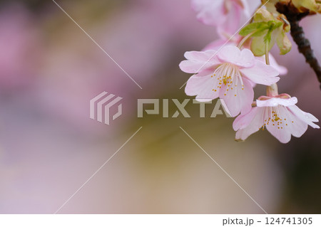 春の光を浴びる桜 124741305