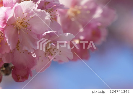 春の訪れを告げる河津桜　青空 124741342