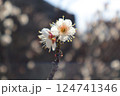 白い梅の花 124741346