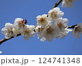 青空に映える梅の花 124741348