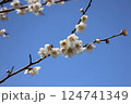 青空に映える白梅 124741349