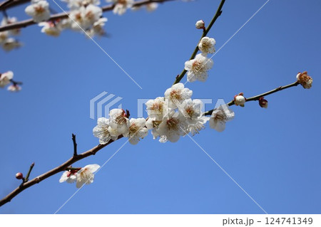 青空に映える白梅 124741349