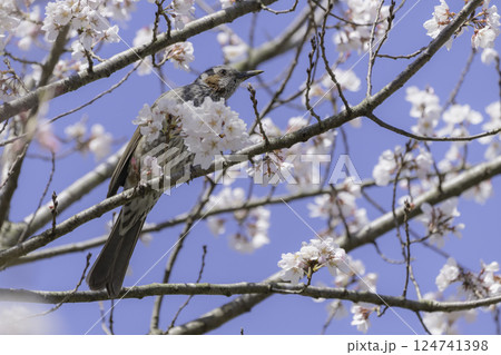 桜の花と青空とヒヨドリ 124741398