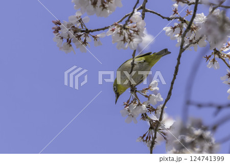 桜の花と青空とメジロ 124741399