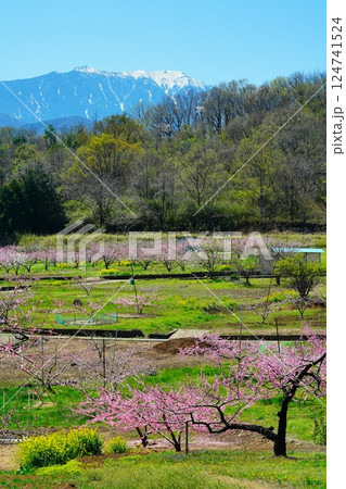 新府桃源郷と南アルプス 新府桃源郷と南アルプス 124741524