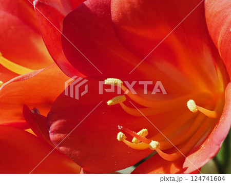 クンシランの花のクローズアップ 124741604