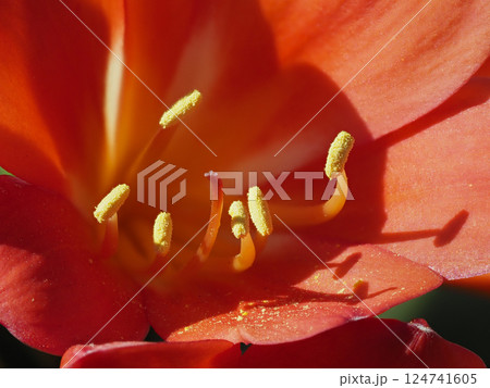 クンシランの花のクローズアップ 124741605