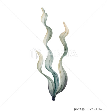 Seaweed Algae. Cute sea marine laminaria. Underwater ocean spirulina plant. Watercolor hand painted illustration isolated on white background for kids nursery wall sticker baby shower undersea design 124741626
