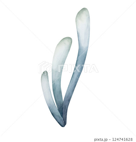 Seaweed Algae. Cute sea marine laminaria. Underwater ocean spirulina plant. Watercolor hand painted illustration isolated on white background for kids nursery wall sticker baby shower undersea design Seaweed Algae. Cute sea marine laminaria. Underwater ocean spirulina plant. Watercolor hand painted illustration isolated on white background for kids nursery wall sticker baby shower undersea design 124741628
