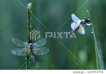 ハッチョウトンボ 世界一小さいトンボ ハッチョウトンボ 世界一小さいトンボ 124741756