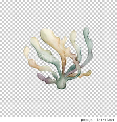 Seaweed Algae. Cute sea marine laminaria. Underwater ocean spirulina plant. Watercolor hand painted illustration isolated on white background for kids nursery wall sticker baby shower undersea design 124741804