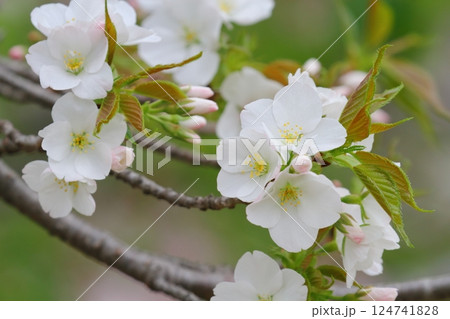 桜（オオシマザクラ） 124741828