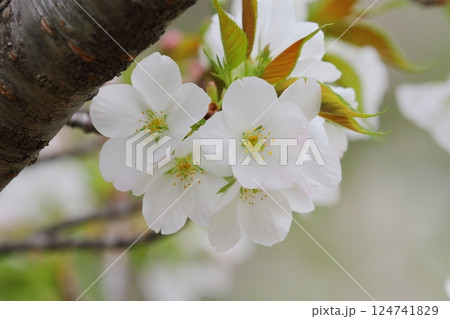 桜（オオシマザクラ） 124741829