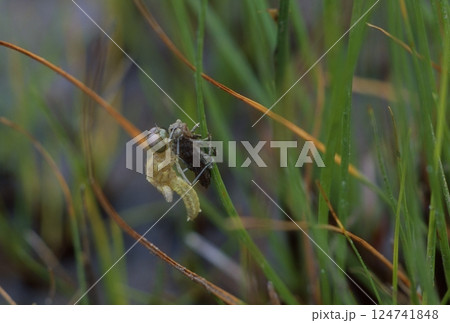 ハッチョウトンボ 世界一小さいトンボ ハッチョウトンボ 世界一小さいトンボ 124741848
