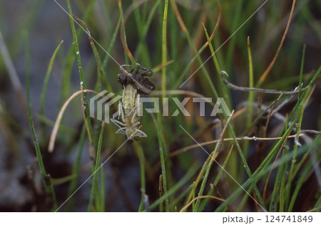 ハッチョウトンボ 世界一小さいトンボ ハッチョウトンボ 世界一小さいトンボ 124741849