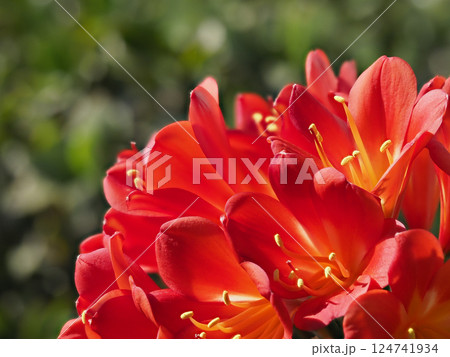 鮮やかなクンシランの花 124741934