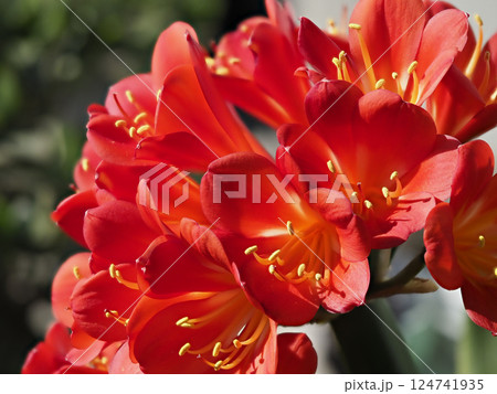 鮮やかなクンシランの花 124741935