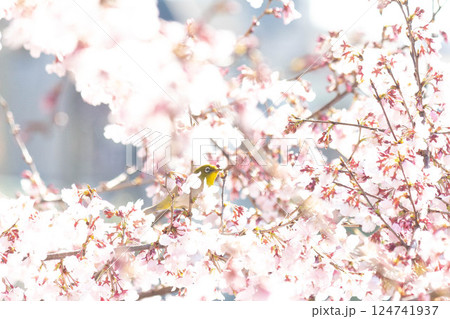 小彼岸桜とメジロ 小彼岸桜とメジロ 124741937