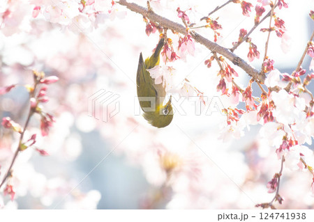 小彼岸桜とメジロ 小彼岸桜とメジロ 124741938