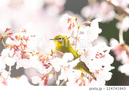 小彼岸桜とメジロ 124741943