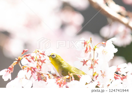 小彼岸桜とメジロ 124741944