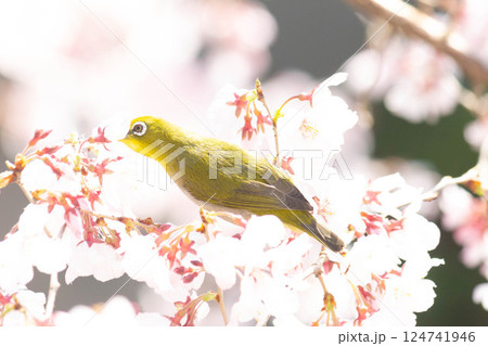 小彼岸桜とメジロ 124741946