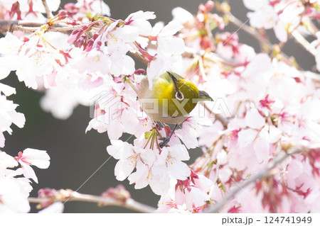 小彼岸桜とメジロ 124741949