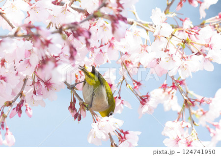 小彼岸桜とメジロ 124741950