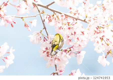 小彼岸桜とメジロ 124741953