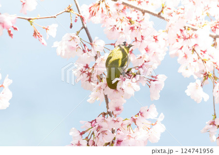小彼岸桜とメジロ 124741956