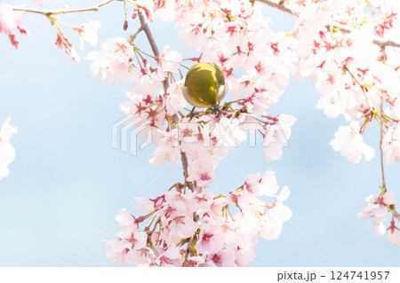 小彼岸桜とメジロ 124741957